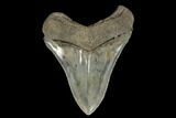 Serrated, Fossil Megalodon Tooth - Georgia #114616-1